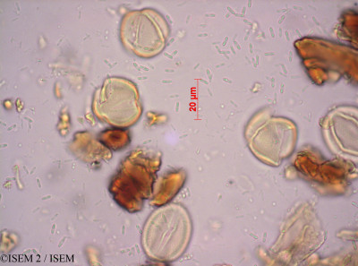 Fimbristylis exilis - lame n° 3347